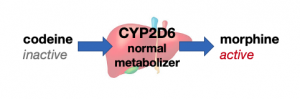 codeine CYP2D6 normal metabolizer