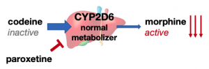 codeine CYP2D6 normal metabolizer with paroxetine