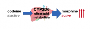 codeine CYP2D6 ultrarapid metabolizer